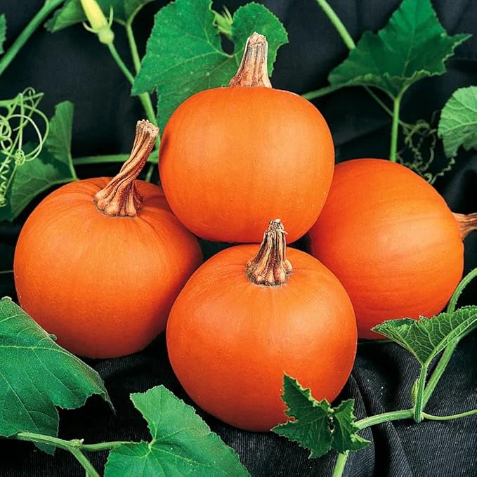 Park Seed Wee-B-Little Pumpkin Seeds – Non-GMO, AAS-Winning Mini Pumpkins for Painting, Carving & Baking, Compact Semi-Bush Vines, Deep Orange Skin, Pack of 25