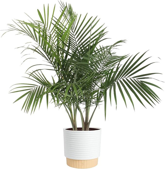 Costa Farms Majesty Palm Live Plant in Decorative Pot, Indoor Houseplant, Perfect for Home, Room, or Office Decor, Great House Warming or Birthday Gift, 3-4 Feet Tall