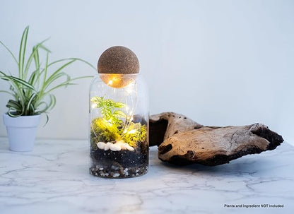 Glass Terrariums with Airtight Wooden Lid (Ball Cork) | Closed Terrarium Planters | Clear Glass Bottle Jar Containers | Set of 3 | Jars for Indoor Plants/Moss (Set of 3 (800ml / 27oz))