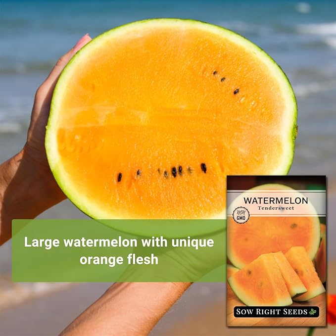 Sow Right Seeds - Tendersweet Watermelon Seeds for Planting - Non-GMO Heirloom Seeds to Plant a Home Vegetable Garden - Unique Orange Flesh Melon - Sweet Summer Treat to Grow Outdoors (1)