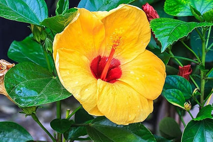 Flower Fertilizer - All Natural Super Bloom Booster (1 Gallon) - Plant Food Suitable for All Flower Types - Bloom Fertilizer for Outdoor Flowers