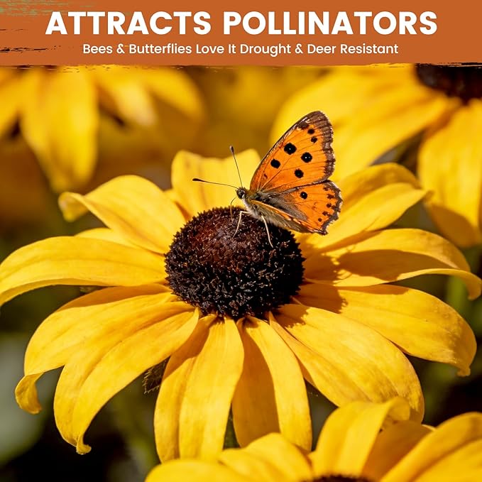 Black Eyed Susan Seeds for Planting | 30,000+ Heirloom Seeds, Non-GMO 1oz Flower Seeds for Garden, Borders & Containers | Sunflower Companion Wildflower Seeds to Attract Pollinators