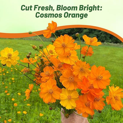 Outsidepride Orange Cosmos Sulphureus Seeds - 2000 Pcs Annual, Drought Tolerant & Pollinator Friendly, Flower Seeds for Planting w/Vibrant Double Blooms, Ideal for Landscaping & Xeriscaping