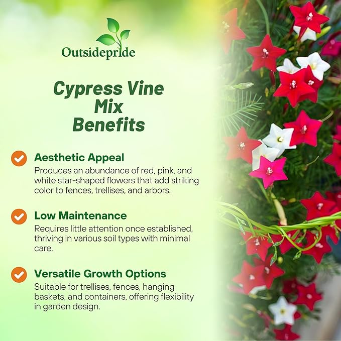 Outsidepride Mixed Cypress Vine Seeds - 100 Pcs Annual Flower Seeds with Nectar-Rich, Star-Shaped Flowers & Feathery, Fern-Like Leaves for Fences, Trellises, Pergolas & Vertical Gardens