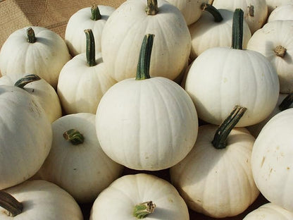 10 Snowball Pumpkin Seeds for Planting - 2 Pound White Pumpkins