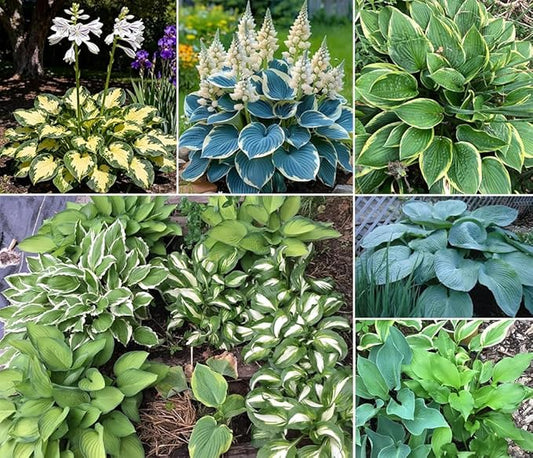 50+ Mixed Rare Hosta Seeds Plantain Lily Hosta plantaginea Flowers Garden Planting