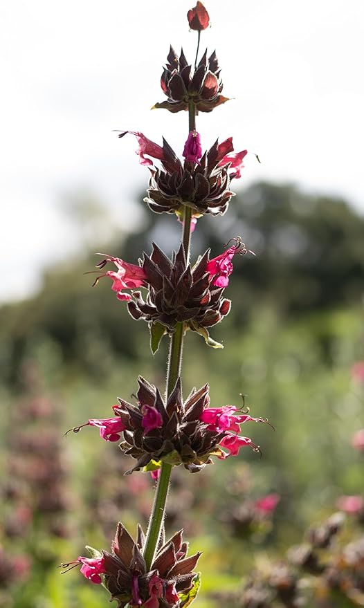Plant Good Seed Organic Hummingbird Sage Seeds for Planting: California Native, Pink Fuchsia Flowers - 10 Seed Packet