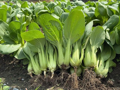 3000+ Organic Bok Choy Seeds – Cải Thìa – Pak Choi – Chinese Cabbage– Non-GMO, Heirloom, Made in USA - 99% Germination Rate, Vegetable for Yard & Garden Planting