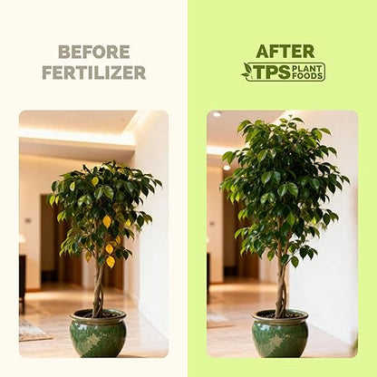 Ficus Tree Fertilizer for All Ficus, Fig and Moraceae Plants, Liquid Plant Food 1 Gallon (128oz)