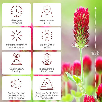Crimson Clover Seeds, 5 lbs, Annual Red Clover Seeds for Lawn Alternative, Attracts Pollinators, Nitrocoated and Inoculated Seeds