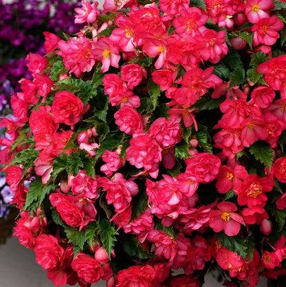 100PCS Pink Begonia Nonstop Flower Seeds Ornamental Easy to Grow Flower Seeds Home Garden