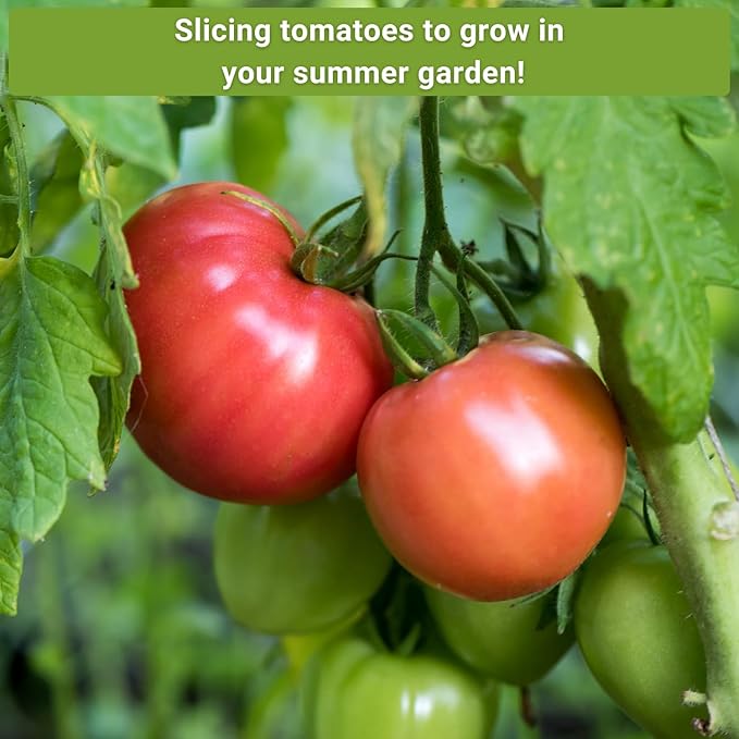 Sow Right Seeds - Rare Colorful Heirloom Tomato Seed Collection for Planting - Cherokee Green, Black Krim, Hillbilly, Black Beauty, Ponderosa Pink - Non-GMO Varieties to Plant a Home Vegetable Garden