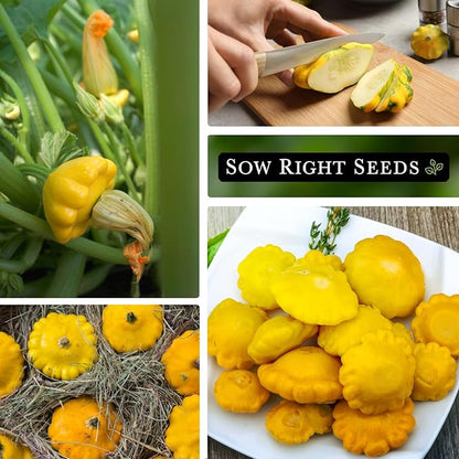 Sow Right Seeds - Yellow Scallop Squash Seed for Planting - Non-GMO Heirloom Packet with Instructions to Plant a Home Vegetable Garden, Traditional Summer Variety - Tasty Mini Squash (2)