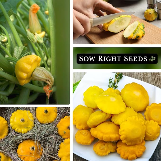 Sow Right Seeds - Yellow Scallop Squash Seed for Planting - Non-GMO Heirloom Packet with Instructions to Plant a Home Vegetable Garden, Traditional Summer Variety - Tasty Mini Squash (1)