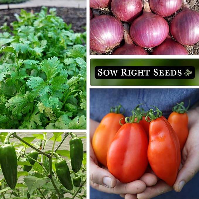 Sow Right Seeds - Salsa Seed Collection for Planting - Jalapeno, Cilantro, Roma Tomato, Tomatillo, and Red Onion - Non-GMO Heirloom Seeds with Instructions to Plant Your Own Home Vegetable Garden