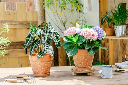Melphoe Plant Pots Indoor with Drainage & Saucer, 2Pack 8 inch Flower Pots Outdoor Planters for Indoor Plants Garden Home Decor Cactus Succulent, Rigid Plastic (Imitation-Terracotta) Vine-Embossed