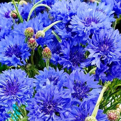520+ Cornflower Seeds for Planting-Non-GMO Heirloom Plant Seeds Garden Outdoor