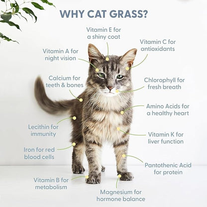 The Cat Ladies Cat Grass Kit with Black Rustic Wooden Planter, Organic Cat Grass Seeds and Soil. Easy to Grow Cat Grass for Indoor Cats. Prevent Hairballs and Aid Digestion