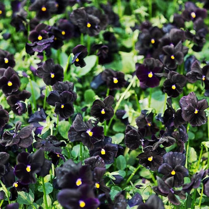 100+ Black Velvet Pansy Viola Seeds Flowers Garden Planting