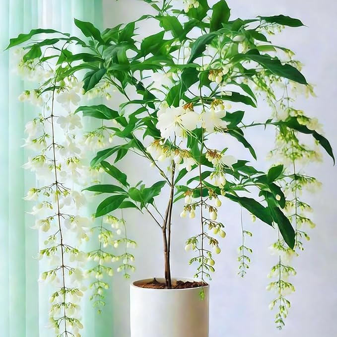 Climbing Jasmine Flower Seeds, 100 Non-GMO Jasmine Gardenia Seeds, Fragrant Flower, Climbing Flower Seed for Home Garden Outdoor, Indoor