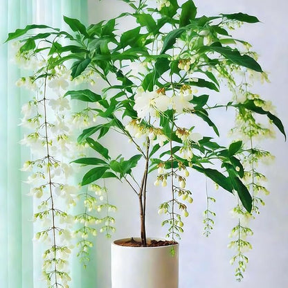 Climbing Jasmine Flower Seeds, 100 Non-GMO Jasmine Gardenia Seeds, Fragrant Flower, Climbing Flower Seed for Home Garden Outdoor, Indoor
