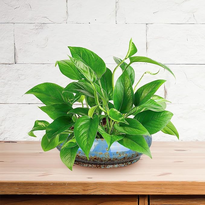 Happyyami Plant Pot Hydroponic Plant Succulent Pots Ceramic Round Decorative Bowl Hydroponic Water Lily Planter Pot for Flowers Succulent Table Centerpiece (Random Color) Indoor Plant Pots