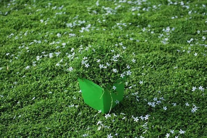 Perennial Farm Marketplace Isotoma fluviatilis (Blue Star Creeper) Groundcover, Size- 1 Quart, Bluish Flowers