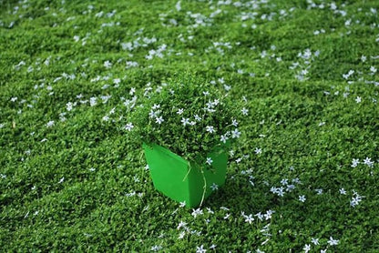 Perennial Farm Marketplace Isotoma fluviatilis (Blue Star Creeper) Groundcover, Size- 1 Quart, Bluish Flowers