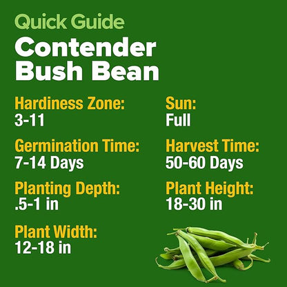 HOME GROWN Non GMO Contender Bush Bean Pack - 56 Heirloom Green Beans, Vegetable Seeds for Planting, Emergency Food Supply (Phaseolus vulgaris)