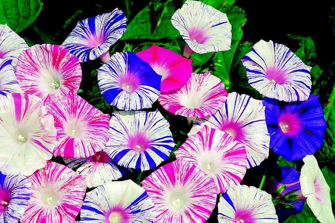Seeds Morning Glory Harlequin Mix Annual Flowers