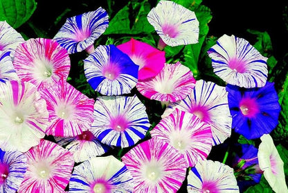 Seeds Morning Glory Harlequin Mix Annual Flowers