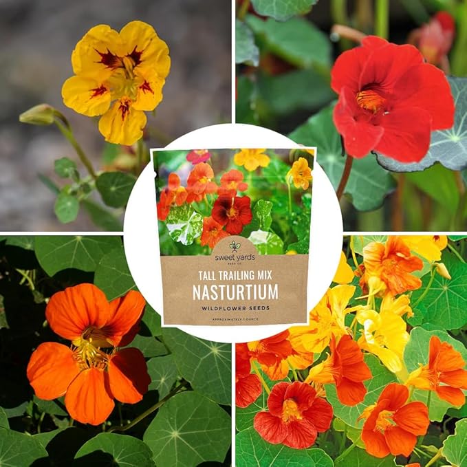 Nasturtium Seeds – Mixed Colors – Extra Large Packet – Over 200 Open Pollinated Non-GMO Flower Seeds – Tropaeolum majus