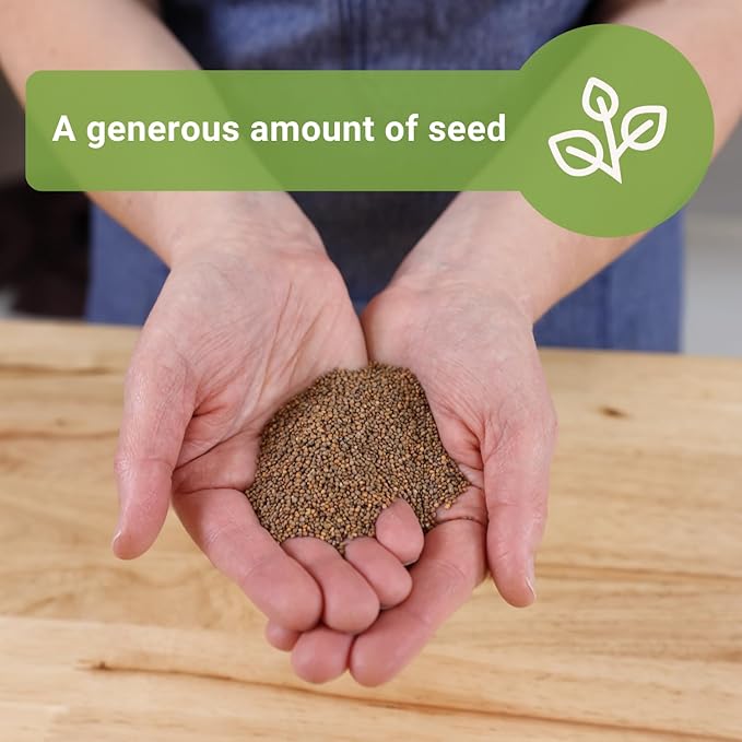Sow Right Seeds - Bulk Arugula Microgreen Seeds for Growing - 1 Ounce, 14000 Seeds - Non-GMO Heirloom Jumbo Pack with Instructions to Grow Healthy Microgreens - Grow Loads of Arugula Microgreens…