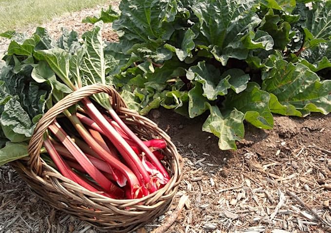 TomorrowSeeds - Victoria Rhubarb Seeds - 200+ Count - For 2026 Planting USA Garden Vegetable Perennial Red Rheum Huang Celery Rubharb Non-GMO Heirloom Grow Your Own Home Farm Patio Healthy Sustainable
