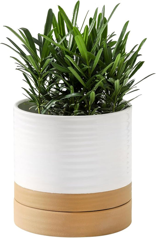 HASENSE Ceramic Plant Pots, 6 Inch Planters for Indoor Plants with Drainage Holes and Saucers, White Flower Pots for Succulent, Snake Plants, Cactus, Modern Decor Gift for Mom, 1 Pcs