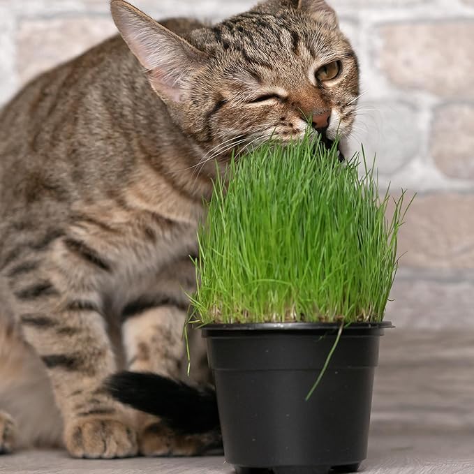 Organic Potting Soil for Indoor Cat Grass, Great Seedling Soil for Wheat Grass, Bermuda, Catnip, and All Indoor Herb Plants