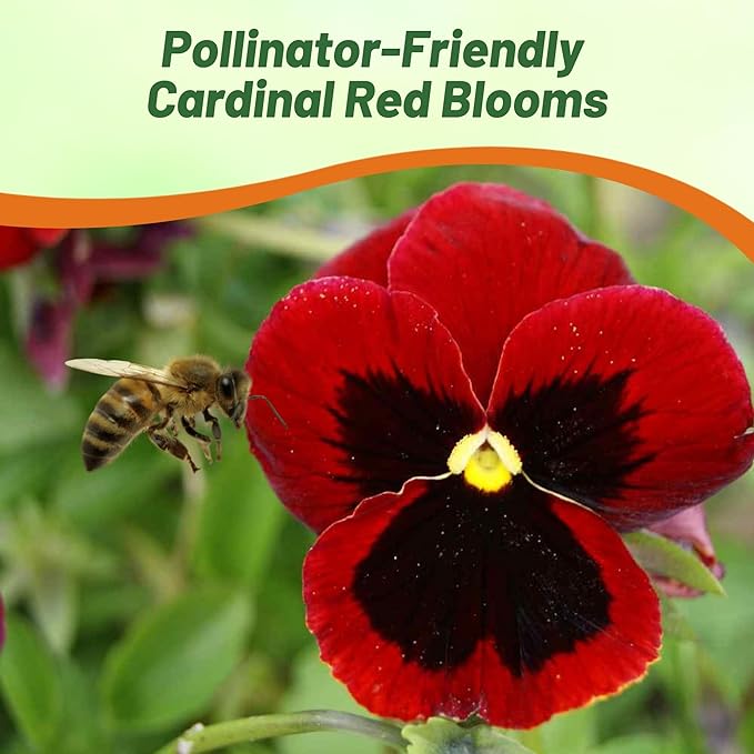 Outsidepride Red Alpenglow Viola Pansy Seeds for Planting - 2,000 Pcs. Biennials, Trailing, Cold-Hardy & Pollinator Friendly Flowers with Fragrant Blooms for Garden Beds, Borders & Container Displays