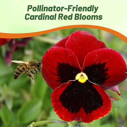 Outsidepride Red Alpenglow Viola Pansy Seeds for Planting - 2,000 Pcs. Biennials, Trailing, Cold-Hardy & Pollinator Friendly Flowers with Fragrant Blooms for Garden Beds, Borders & Container Displays