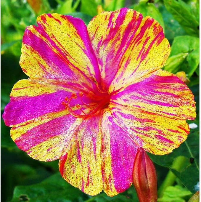 TomorrowSeeds - Marvel of Peru Four O' Clock Seeds - 100+ Count - for 2026 Planting Color Changing USA Garden Flower Broken Transform Pink White Yellow Rose Leaf Grow Your Own Home Farm Patio Healthy
