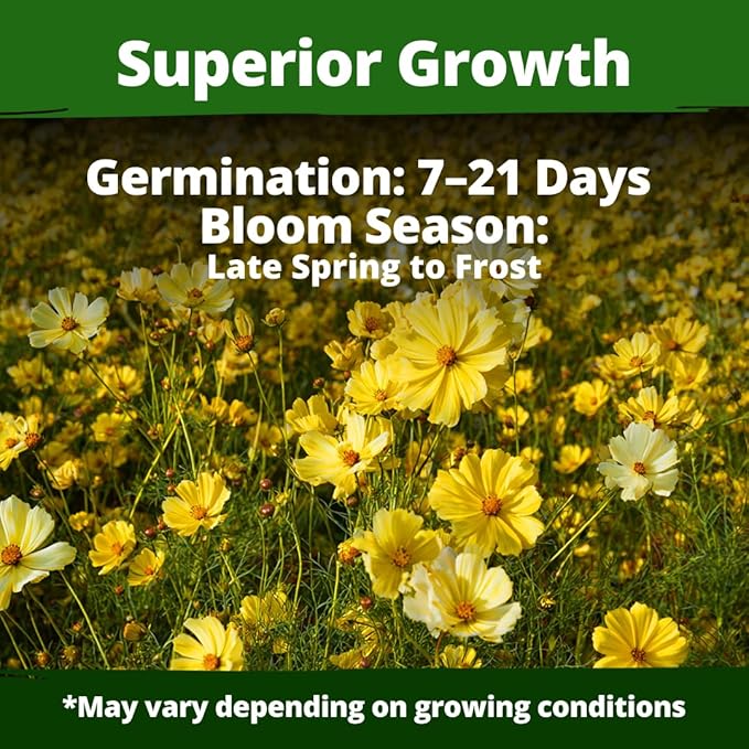 HOME GROWN Cosmos Seeds Dwarf Lemon – 300 Dwarf Cosmos Flower Seeds for Planting, Compact Yellow Blooms, Heat Tolerant Annual for Outdoor Gardens (.2g) – Cosmos sulphureus ‘Dwarf Lemon’