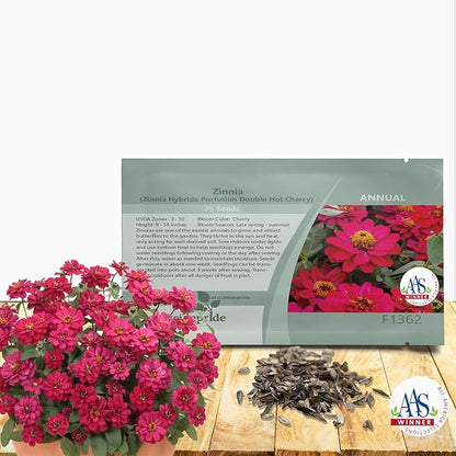 Outsidepride Zinnia Seeds – 25pcs Annual Zinnia Hybrida Profusion Double Hot Cherry Seeds for Planting Outdoors, Ideal for Garden Beds, Pollinator & Cut Flower Gardens, Low Maintenance (AAS Winner)
