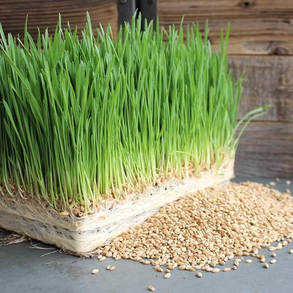 Todd's Seeds - Hard Red Wheatgrass - 5 Lb's - Sprouting Wheat Grass Seeds for Sale - Plant & Grow Wheatgrass, Flour, Grain & Bread - Wheatgrass Juice - Excellent Germination - Sprouting Seeds - Sprouted Wheat