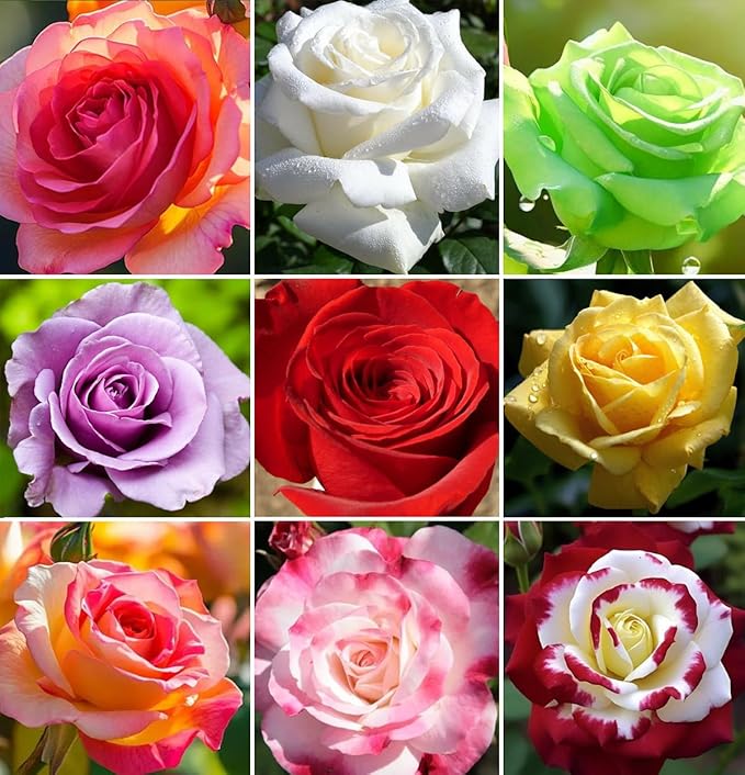 100+ Rare Rose Seeds Mixed Colors Flowers Garden Planting