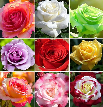 100+ Rare Rose Seeds Mixed Colors Flowers Garden Planting