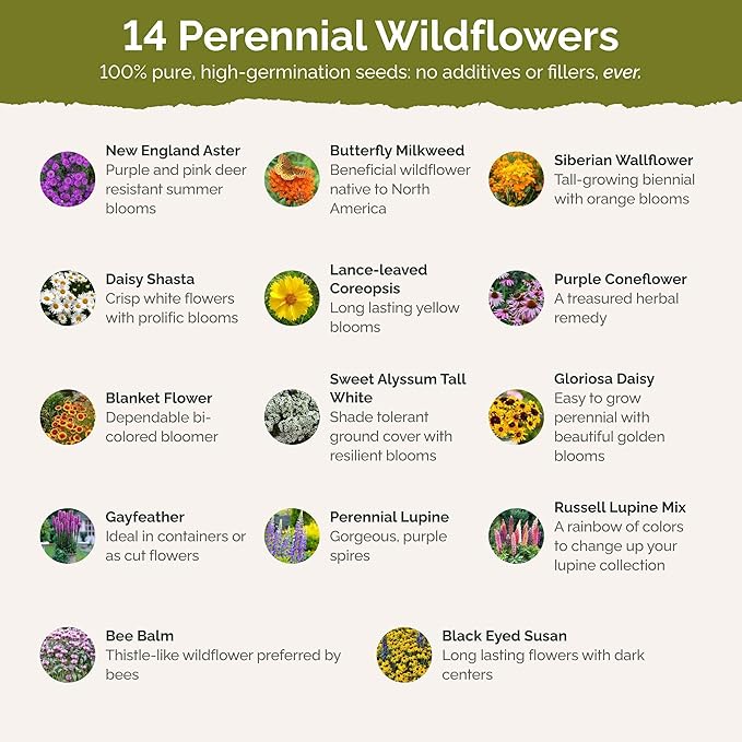 Eden Brothers Northeast All Perennial Wildflower Mixed Seeds for Planting, 1/4 lb, 120,000+ Seeds with Milkweed, NE Aster | Attracts Pollinators, Plant in Spring or Fall, Zones 3, 4, 5, 6, 7, 8, 9, 10