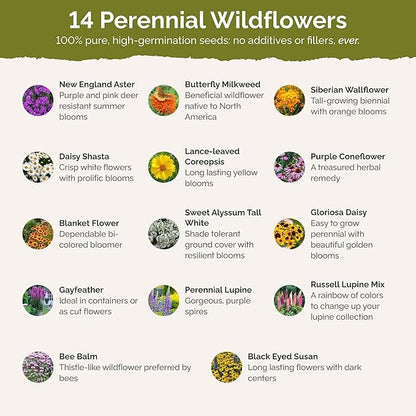 Eden Brothers Northeast All Perennial Wildflower Mixed Seeds for Planting, 1 lb, 480,000+ Seeds with Milkweed, NE Aster | Attracts Pollinators, Plant in Spring or Fall, Zones 3, 4, 5, 6, 7, 8, 9, 10