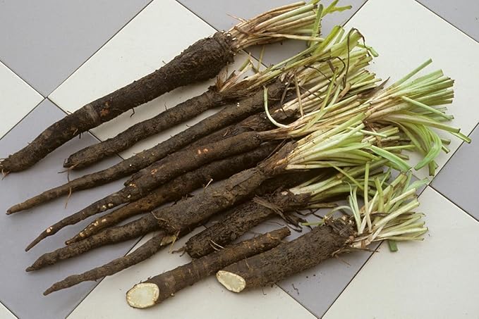 Seeds Salsify Black Root Scorzonera Heirloom Vegetable for Planting Non GMO