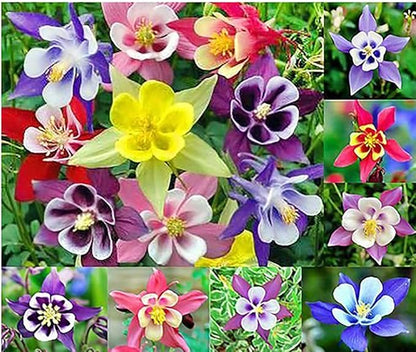 McKana Giant Hybrid Columbine Seeds - A Favorite Perennial Wildflower