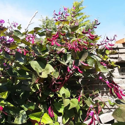 15PCS Purple Hyacinth Bean Seeds Dolichos Lablab Climbing Vine Non-GMO Seeds