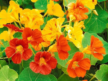 Dwarf Jewel Mix Nasturtium Flower Seeds, Large Pack of 500 Seeds by Seeds2Go